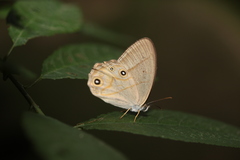 Lethe syrcis