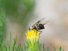 Copestylum apiciferum