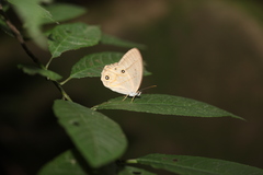 Lethe syrcis
