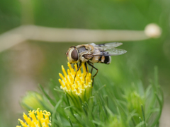 Copestylum apiciferum