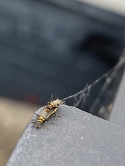 Chauliognathus sydneyanus