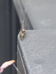 Chauliognathus sydneyanus