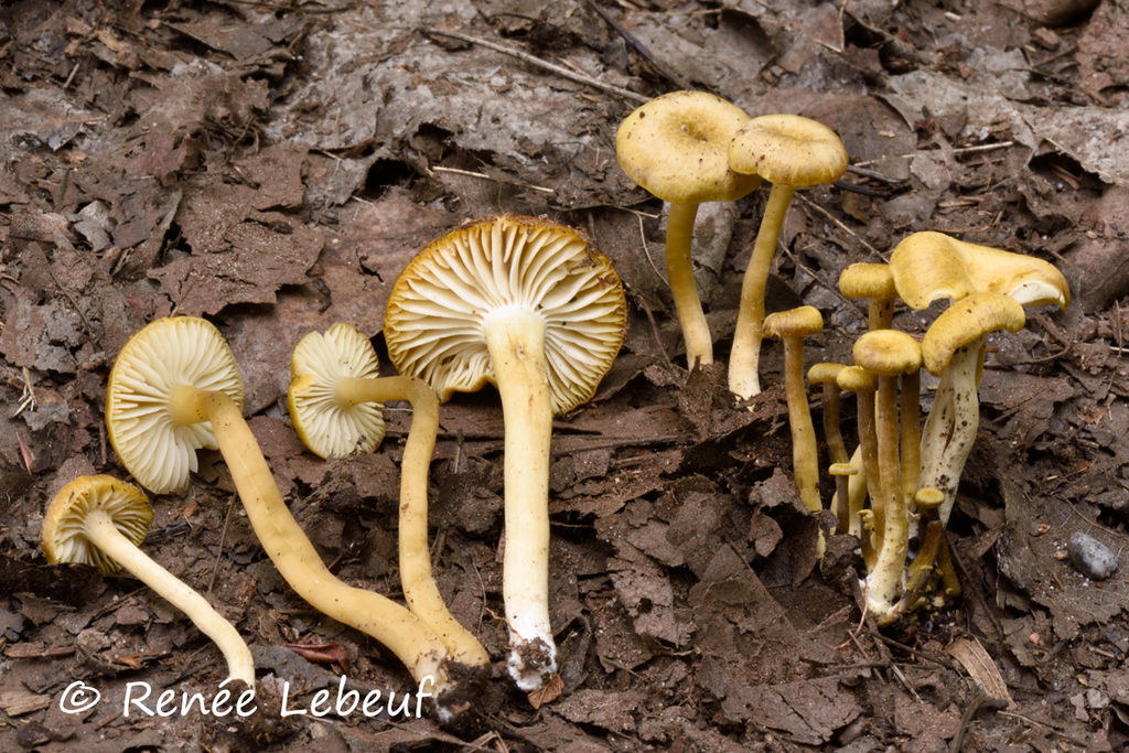 Hygrophoraceae sp. 'IN02'