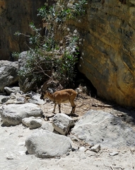 Capra hircus cretica