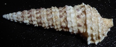 Cerithium nodulosum