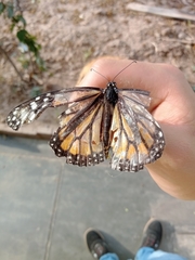 Danaus plexippus
