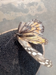 Danaus plexippus