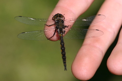 Epitheca costalis