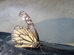 Danaus plexippus