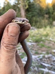 Galvarinus chilensis