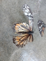 Danaus plexippus