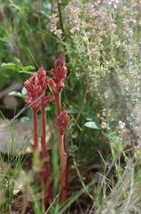 Orobanche alba