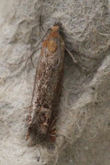 Lathronympha strigana