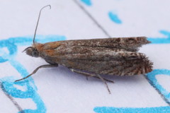 Lathronympha strigana