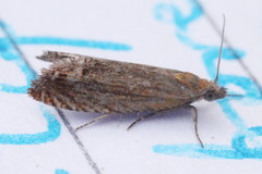 Lathronympha strigana
