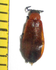 Physciolagria singularicornis