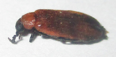 Physciolagria singularicornis