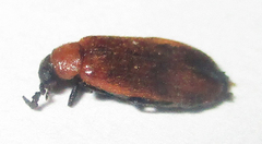 Physciolagria singularicornis