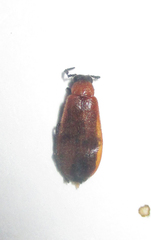 Physciolagria singularicornis