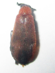 Physciolagria singularicornis