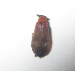 Physciolagria singularicornis