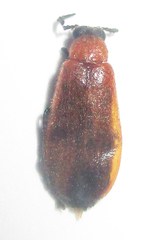 Physciolagria singularicornis