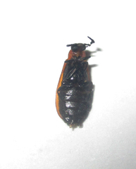 Physciolagria singularicornis