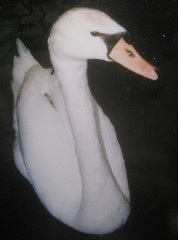 Cygnus olor