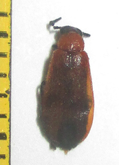 Physciolagria singularicornis