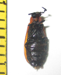 Physciolagria singularicornis