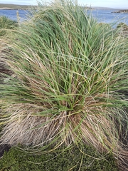 Poa flabellata
