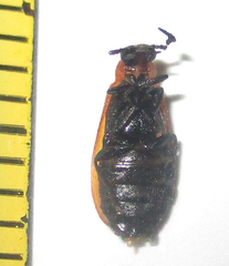Physciolagria singularicornis