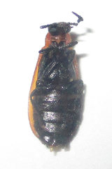 Physciolagria singularicornis