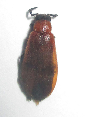 Physciolagria singularicornis