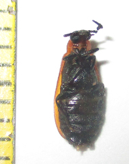 Physciolagria singularicornis