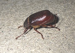 Phyllophaga rugosa