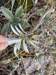 Brachyglottis revoluta