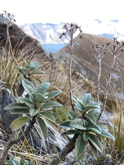 Brachyglottis revoluta