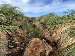 Poa flabellata