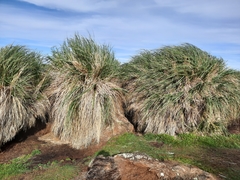 Poa flabellata