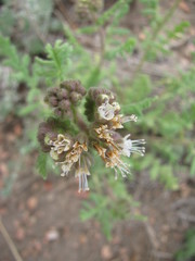 Phacelia alba