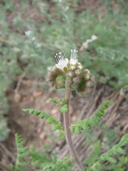 Phacelia alba