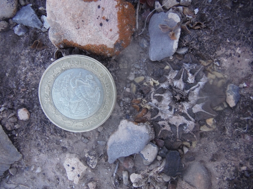 Ariocarpus kotschoubeyanus