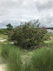 Callicarpa americana