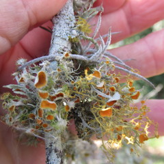Teloschistes exilis