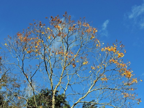 Sapindus mukorossi