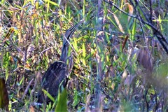 Botaurus lentiginosus image