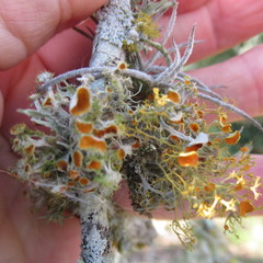 Teloschistes exilis