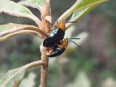 Lamprolina simillima