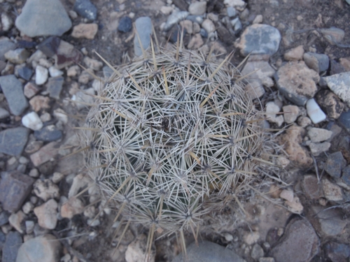 Coryphantha echinoidea